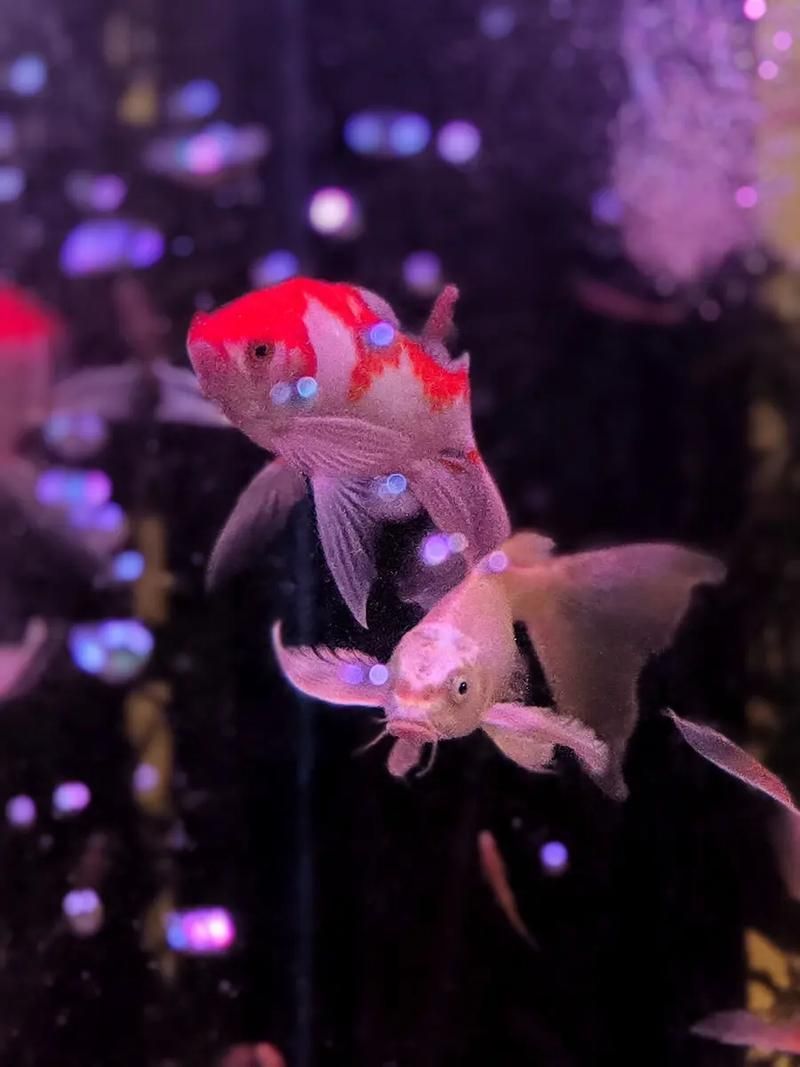 小金頭過背的返祖現(xiàn)象案例，“小金頭過背”金魚的返祖現(xiàn)象