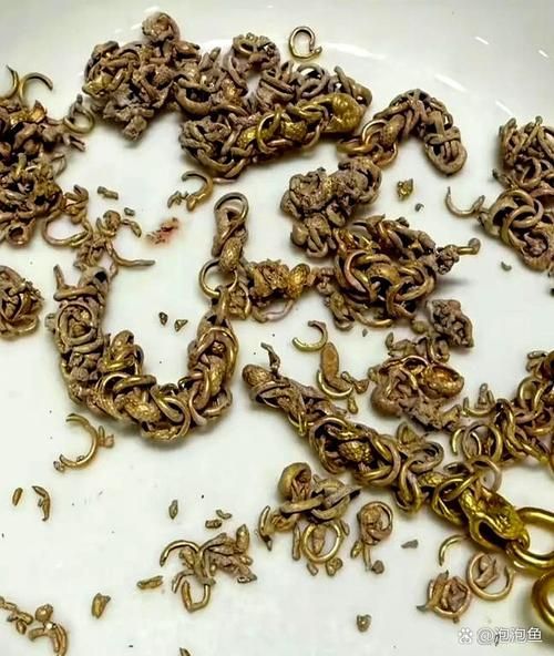 小金頭過背的返祖現(xiàn)象案例，“小金頭過背”金魚的返祖現(xiàn)象