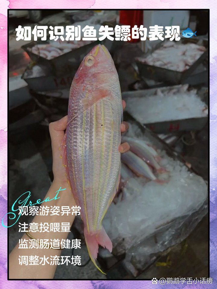如何判斷魚是否失鰾，如何判斷魚是否失鰾（魚鰾功能障礙） 如何判斷魚是否失鰾，如何判斷魚是否失鰾（魚鰾功能障礙） 龍魚百科 第1張