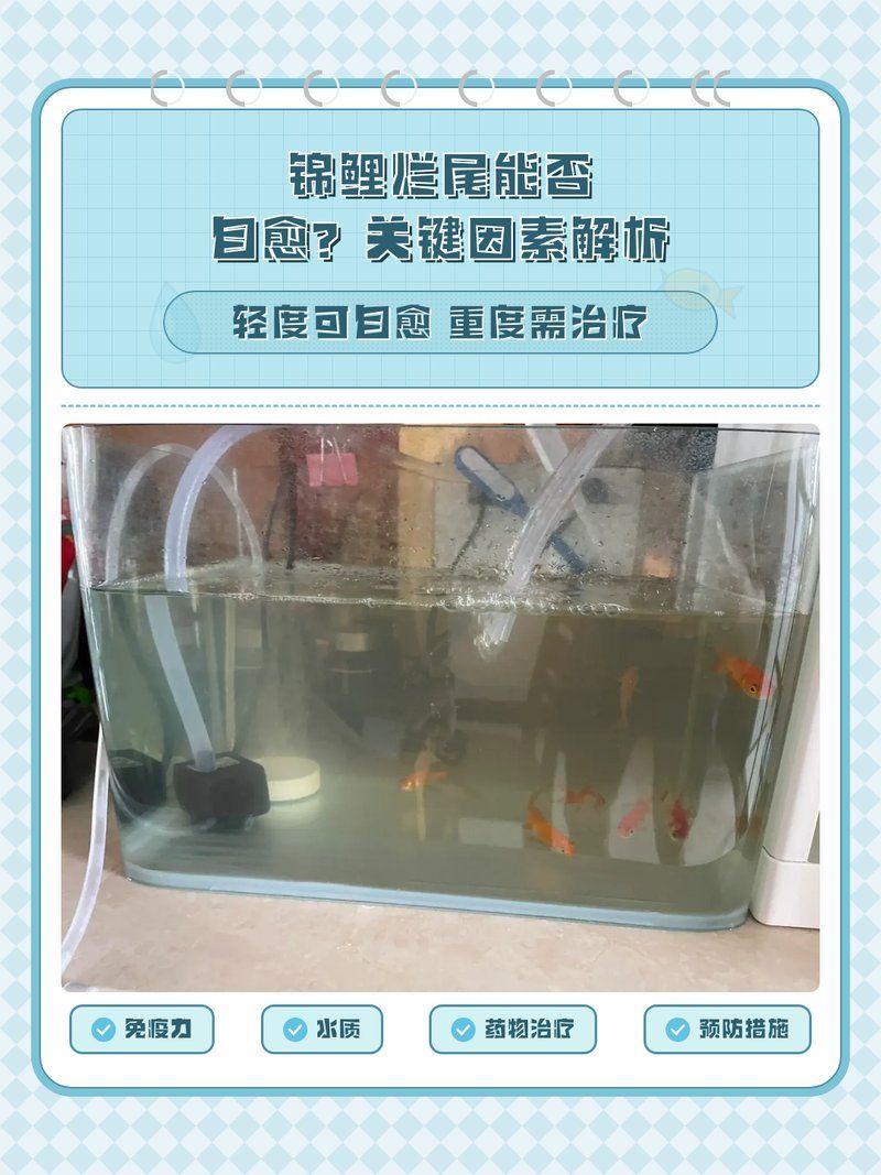 錦鯉爛尾病會自愈嗎，錦鯉爛尾病會自愈嗎，錦鯉爛尾能否自愈與治療全攻略 錦鯉爛尾病會自愈嗎，錦鯉爛尾病會自愈嗎，錦鯉爛尾能否自愈與治療全攻略 龍魚百科 第1張