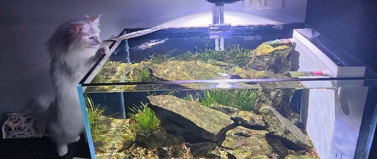 有哪些魚缸材質可選，亞克力魚缸材質的選擇對水質和魚類健康至關重要