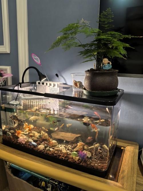 有哪些魚缸材質可選，亞克力魚缸材質的選擇對水質和魚類健康至關重要