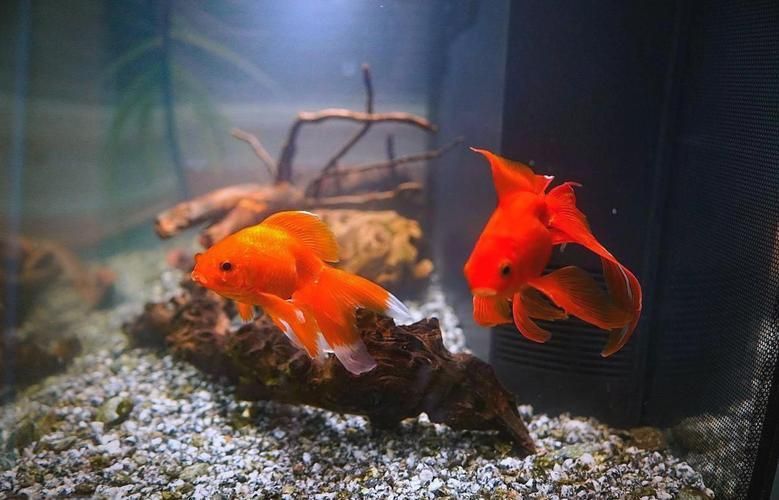 有哪些魚缸材質可選，亞克力魚缸材質的選擇對水質和魚類健康至關重要