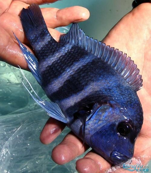 還有哪些龍魚高端配魚品種？，水族箱配魚的選擇