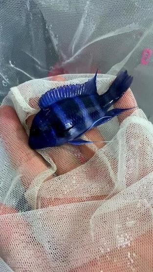 還有哪些龍魚高端配魚品種？，水族箱配魚的選擇