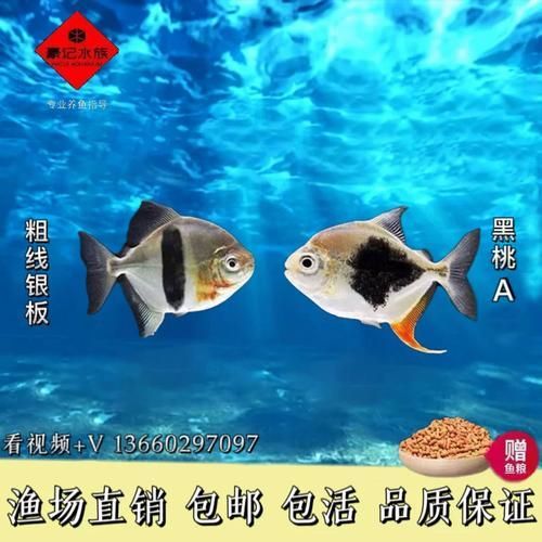 還有哪些龍魚高端配魚品種？，水族箱配魚的選擇