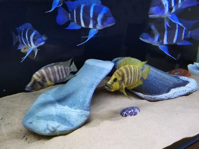 還有哪些龍魚高端配魚品種？，水族箱配魚的選擇