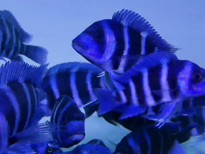 還有哪些龍魚高端配魚品種？，水族箱配魚的選擇