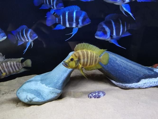 還有哪些龍魚高端配魚品種？，水族箱配魚的選擇