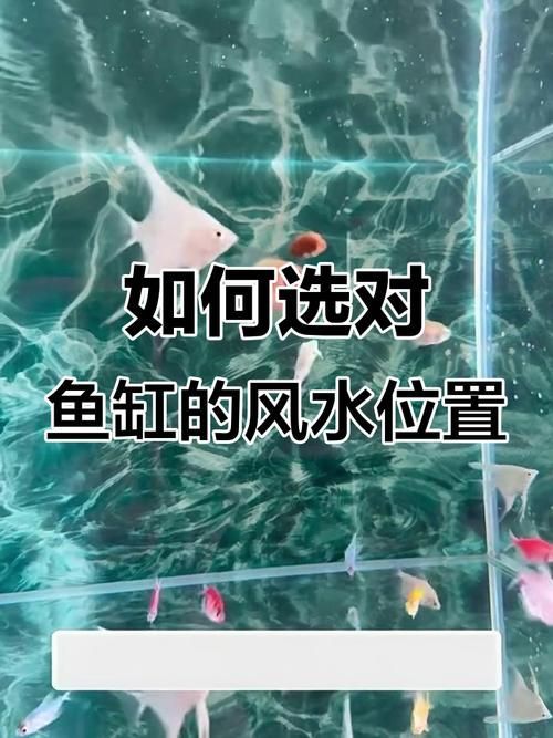 魚缸位置風(fēng)水示意圖有哪些 魚缸位置風(fēng)水示意圖有哪些 龍魚百科 第8張