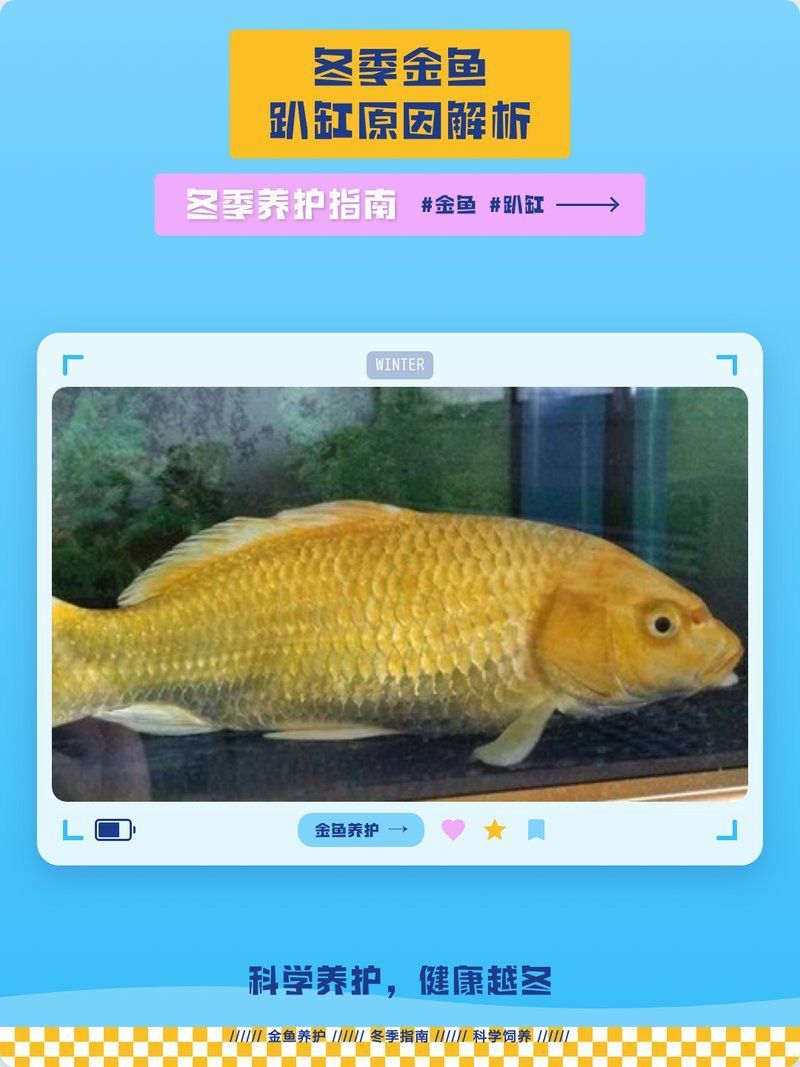 如何預防金魚趴缸底，北京地區冬季金魚趴缸底的成因與預防