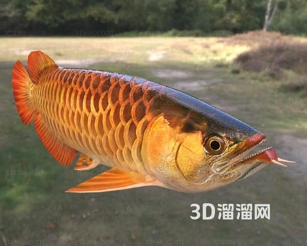 推薦幾款現代過背金龍的圖片 推薦幾款現代過背金龍的圖片 龍魚百科 第3張