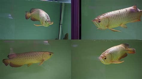 龍魚(yú)頂著缸壁游是疾病了嗎，龍魚(yú)出現(xiàn)頂壁游動(dòng)，是魚(yú)體健康出現(xiàn)問(wèn)題的,警報(bào)警報(bào)