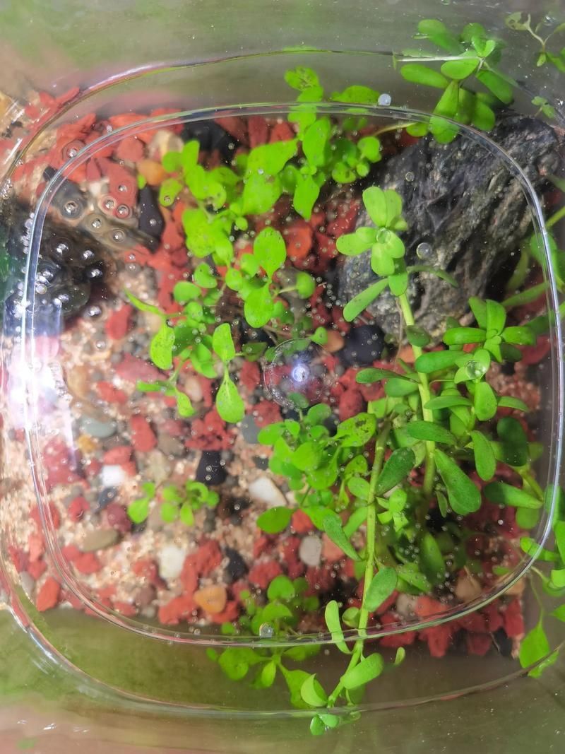 如何刺激斑馬魚進入繁殖期，刺激斑馬魚進入繁殖期
