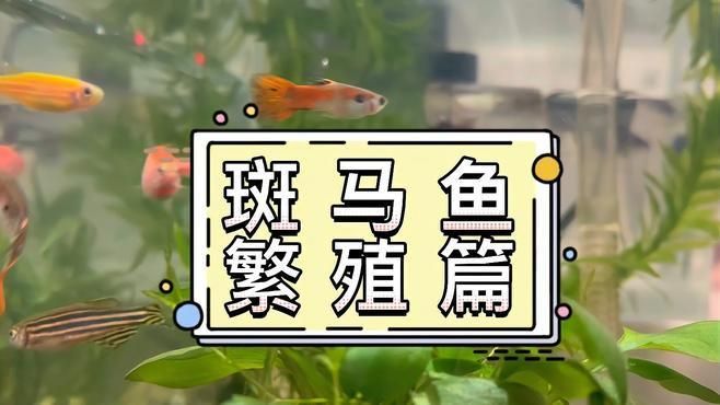 如何刺激斑馬魚進入繁殖期，刺激斑馬魚進入繁殖期