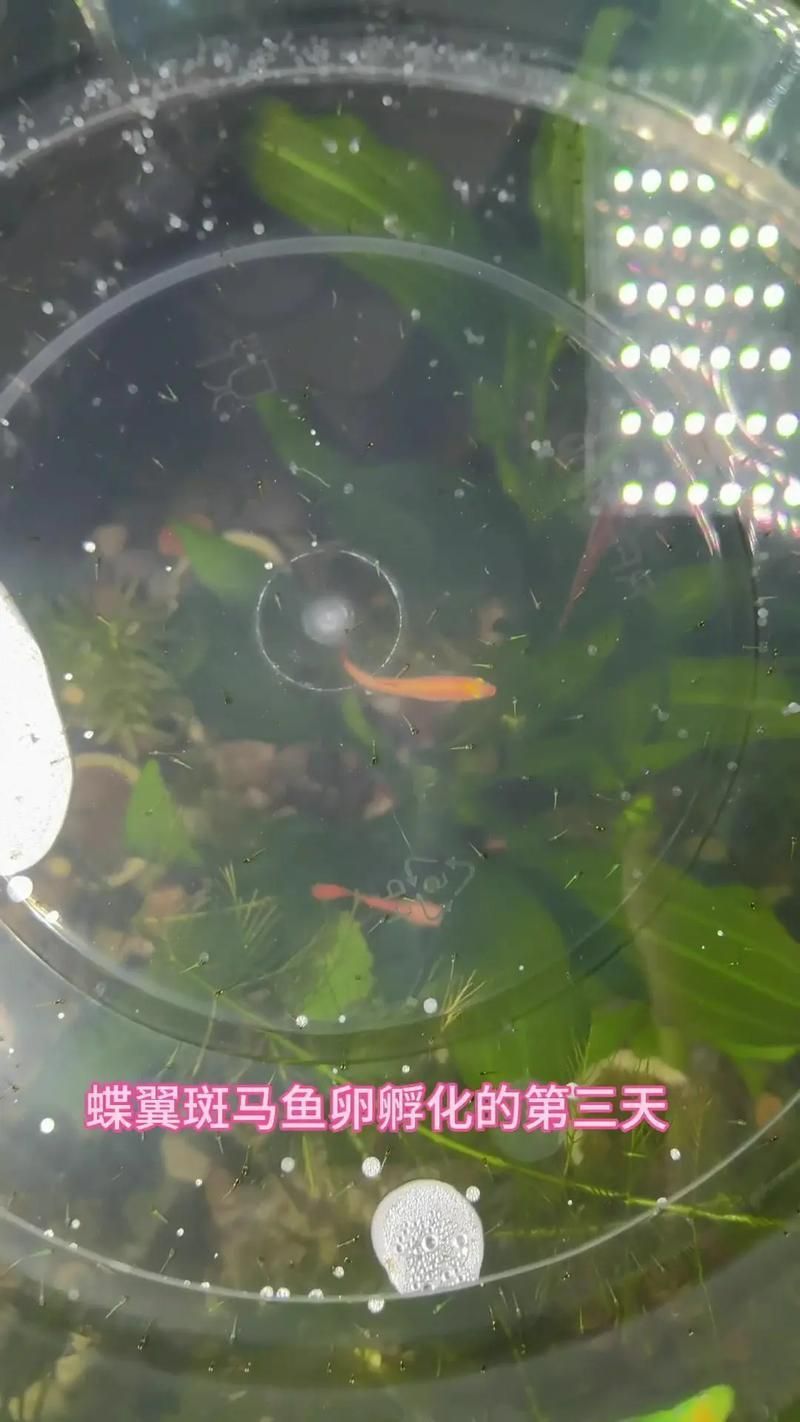 如何刺激斑馬魚進入繁殖期，刺激斑馬魚進入繁殖期