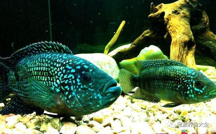 銀河星鉆魚，“銀河星鉆魚（hyphessobryconeques”