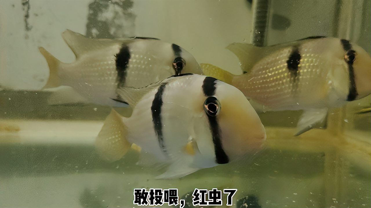 魚長白毛會自愈嗎，九龍拉棺中陸北玄的成長歷程《九龍拉棺》中陸北玄的成長歷程