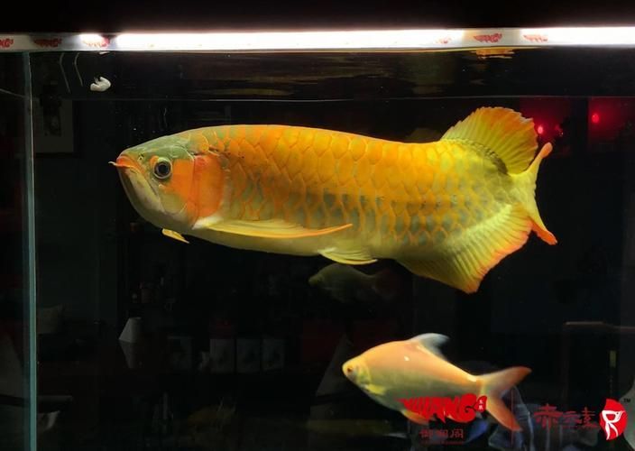 赤元素紅龍魚的價格是多少？，赤元素紅龍魚價格是多少祥龍魚場的金龍魚價格是多少