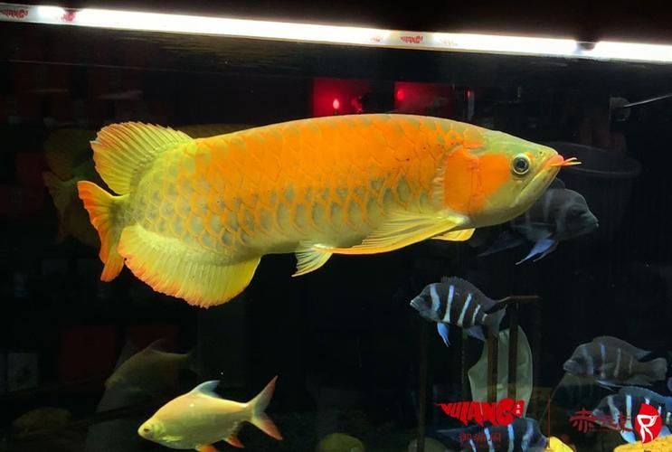 赤元素紅龍魚的價格是多少？，赤元素紅龍魚價格是多少祥龍魚場的金龍魚價格是多少