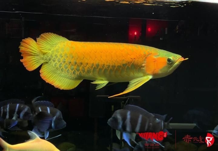 赤元素紅龍魚的價格是多少？，赤元素紅龍魚價格是多少祥龍魚場的金龍魚價格是多少