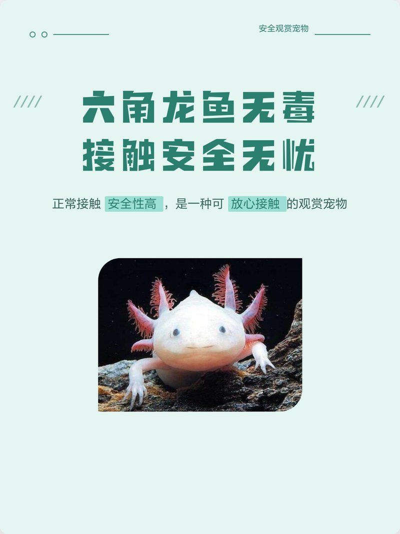 如何判斷六角龍魚是否中毒，六角龍魚中毒的判斷方法包括觀察其行為和生理反應