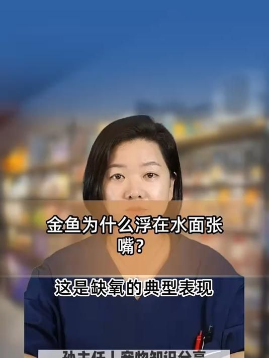 金魚浮頭后會恢復嗎，金魚為什么浮在水面張嘴