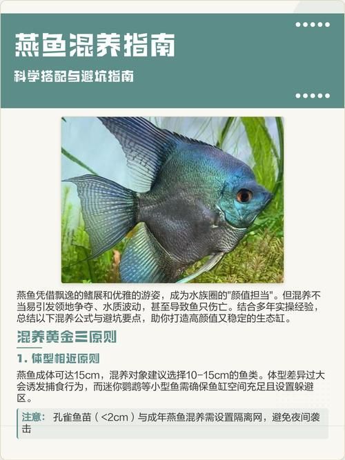 給出燕魚混養的具體搭配圖，一份燕魚混養的具體搭配圖：燕魚混養的具體搭配圖 給出燕魚混養的具體搭配圖，一份燕魚混養的具體搭配圖：燕魚混養的具體搭配圖 龍魚百科 第2張