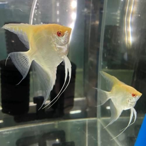給出燕魚混養的具體搭配圖，一份燕魚混養的具體搭配圖：燕魚混養的具體搭配圖 給出燕魚混養的具體搭配圖，一份燕魚混養的具體搭配圖：燕魚混養的具體搭配圖 龍魚百科 第3張
