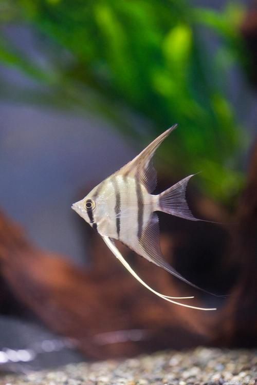 給出燕魚混養的具體搭配圖，一份燕魚混養的具體搭配圖：燕魚混養的具體搭配圖 給出燕魚混養的具體搭配圖，一份燕魚混養的具體搭配圖：燕魚混養的具體搭配圖 龍魚百科 第4張