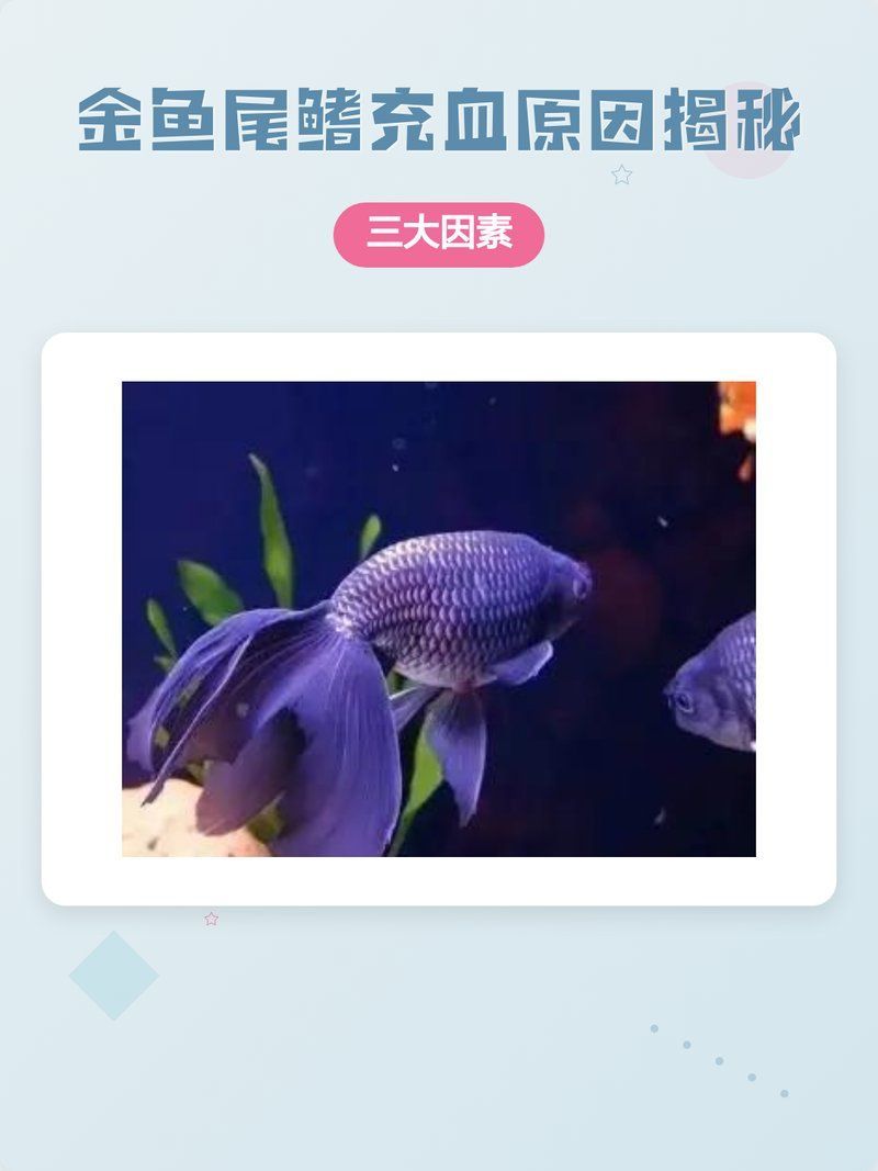 如何預防金魚鰭充血，新手養魚必知:金魚魚鰭充血的五大原因 如何預防金魚鰭充血，新手養魚必知:金魚魚鰭充血的五大原因 龍魚百科 第2張