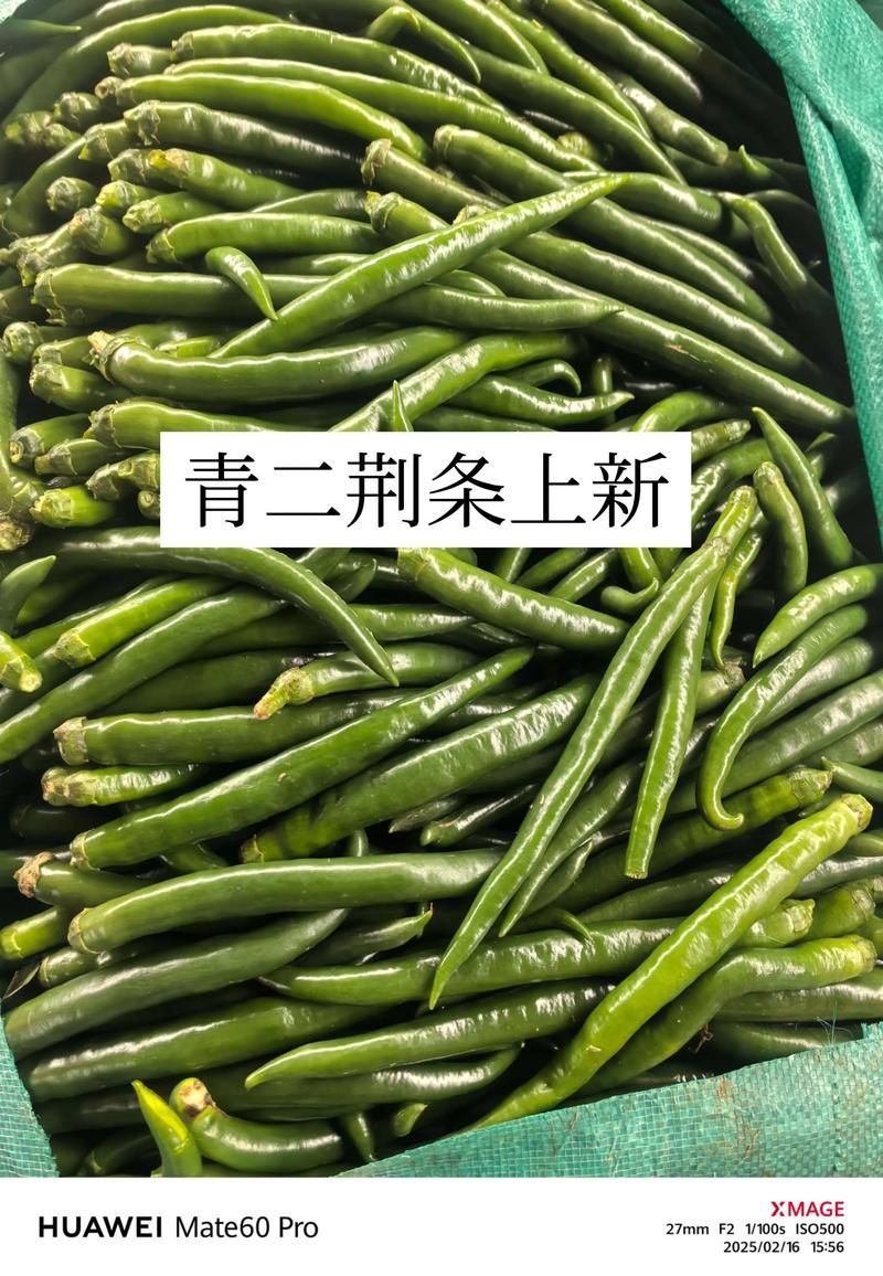 有哪些常見的綠皮辣椒紅龍偽品?,新疆天椒紅安公司紅安公司紅安公司紅安公司紅安公司紅安公司紅安公司紅安公司紅安公司 龍魚百科 第2張 有哪些常見的綠皮辣椒紅龍偽品?,新疆天椒紅安公司紅安公司紅安公司紅安公司紅安公司紅安公司紅安公司紅安公司紅安公司 有哪些常見的綠皮辣椒紅龍偽品?,新疆天椒紅安公司紅安公司紅安公司紅安公司紅安公司紅安公司紅安公司紅安公司紅安公司 龍魚百科 第2張