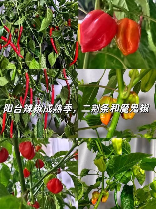 有哪些常見的綠皮辣椒紅龍偽品?,新疆天椒紅安公司紅安公司紅安公司紅安公司紅安公司紅安公司紅安公司紅安公司紅安公司 龍魚百科 第3張 有哪些常見的綠皮辣椒紅龍偽品?,新疆天椒紅安公司紅安公司紅安公司紅安公司紅安公司紅安公司紅安公司紅安公司紅安公司 有哪些常見的綠皮辣椒紅龍偽品?,新疆天椒紅安公司紅安公司紅安公司紅安公司紅安公司紅安公司紅安公司紅安公司紅安公司 龍魚百科 第3張