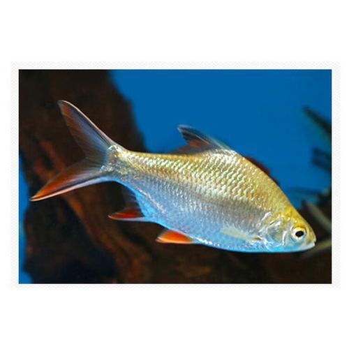 雙線側魚的價格是多少？，雙線側魚價格是多少 雙線側魚的價格是多少？，雙線側魚價格是多少 龍魚百科 第2張