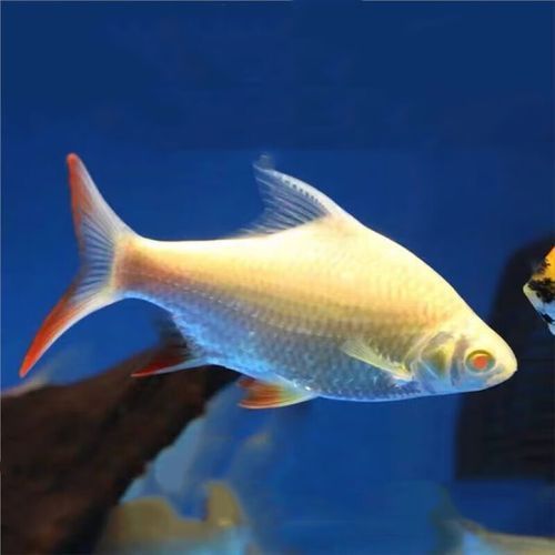 雙線側魚的價格是多少？，雙線側魚價格是多少 雙線側魚的價格是多少？，雙線側魚價格是多少 龍魚百科 第1張