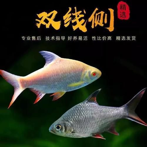 雙線側魚的價格是多少？，雙線側魚價格是多少 雙線側魚的價格是多少？，雙線側魚價格是多少 龍魚百科 第3張