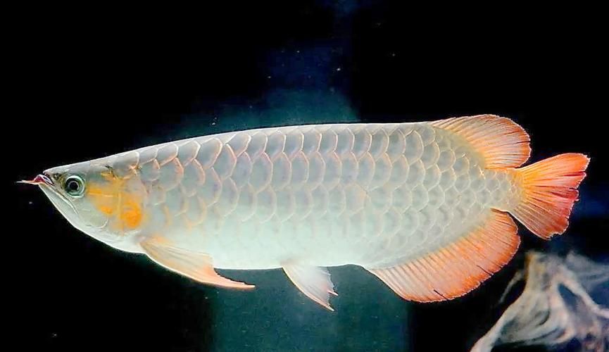 有哪些知名的龍魚品種？ 有哪些知名的龍魚品種？ 龍魚百科 第12張