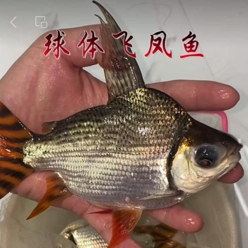 高端龍魚配魚的價格范圍是多少？，高端龍魚配魚價格范圍及特點