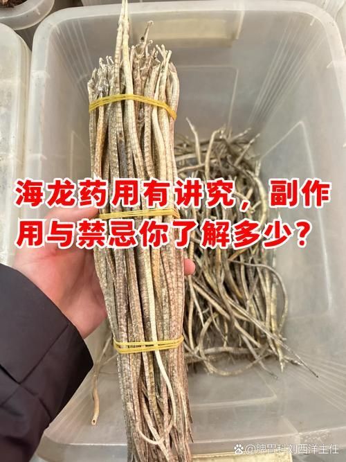 給我一些海龍的圖片，海龍科常見物種 給我一些海龍的圖片，海龍科常見物種 龍魚百科 第20張