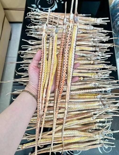 給我一些海龍的圖片，海龍科常見物種 給我一些海龍的圖片，海龍科常見物種 龍魚百科 第5張