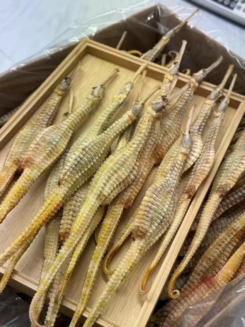 給我一些海龍的圖片，海龍科常見物種 給我一些海龍的圖片，海龍科常見物種 龍魚百科 第6張