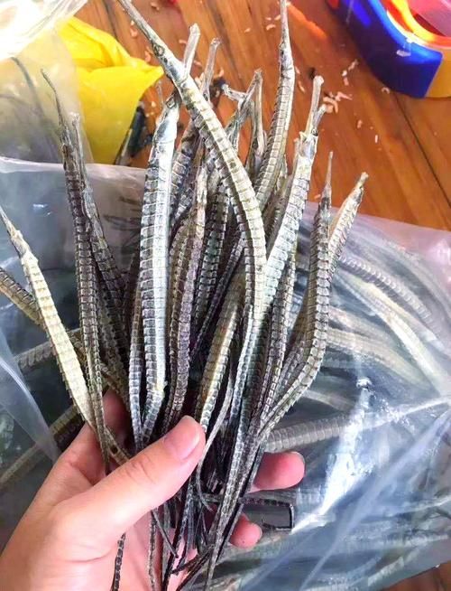 給我一些海龍的圖片，海龍科常見物種 給我一些海龍的圖片，海龍科常見物種 龍魚百科 第8張