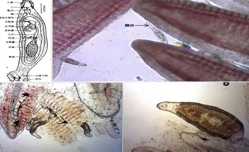 如何判斷龍魚是否有寄生蟲，arxiv論文助手