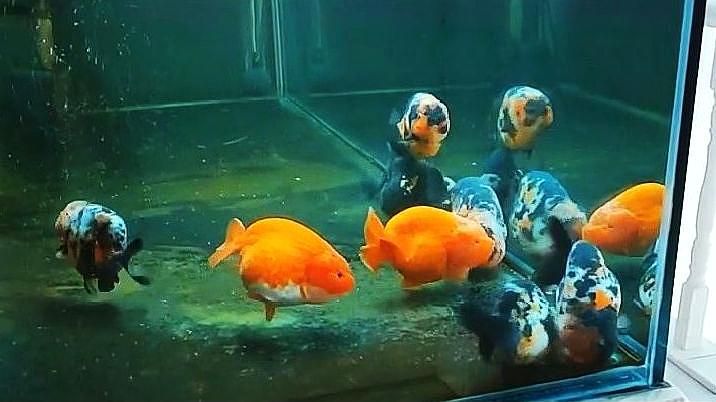 金魚充血會(huì)自愈嗎，金魚充血可以自愈嗎？ 金魚充血會(huì)自愈嗎，金魚充血可以自愈嗎？ 龍魚百科 第2張