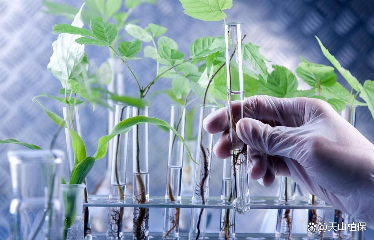 硝化菌失敗后如何緊急處理，硝化菌失敗后的緊急處理