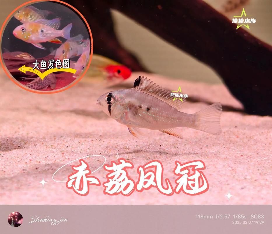 哪里可以購買到赤荔鳳冠魚？，如何購買赤荔鳳冠魚？