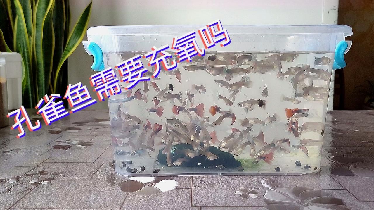 如何判斷孔雀魚是否缺氧，如何判斷孔雀魚缺氧
