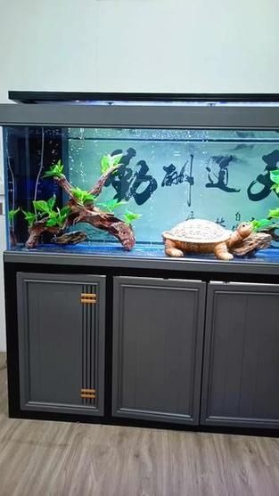 有哪些知名的龍魚缸品牌？，知名的龍魚缸品牌有哪些 有哪些知名的龍魚缸品牌？，知名的龍魚缸品牌有哪些 龍魚百科 第19張