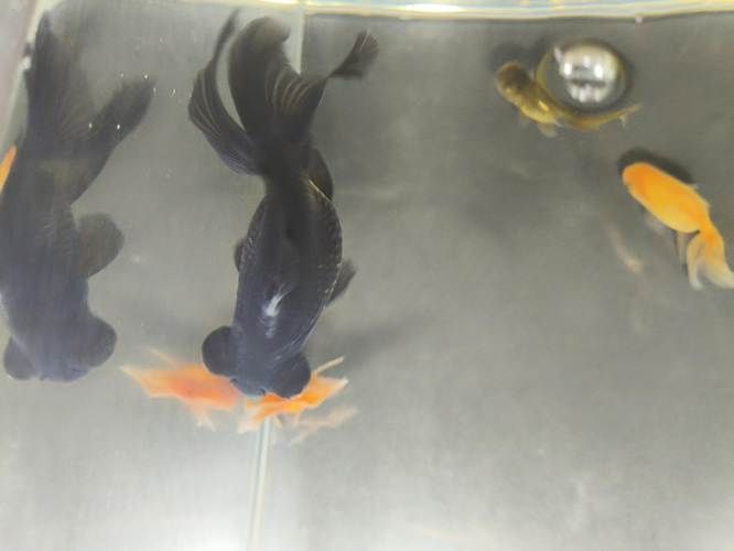 黑龍睛白點病如何防治