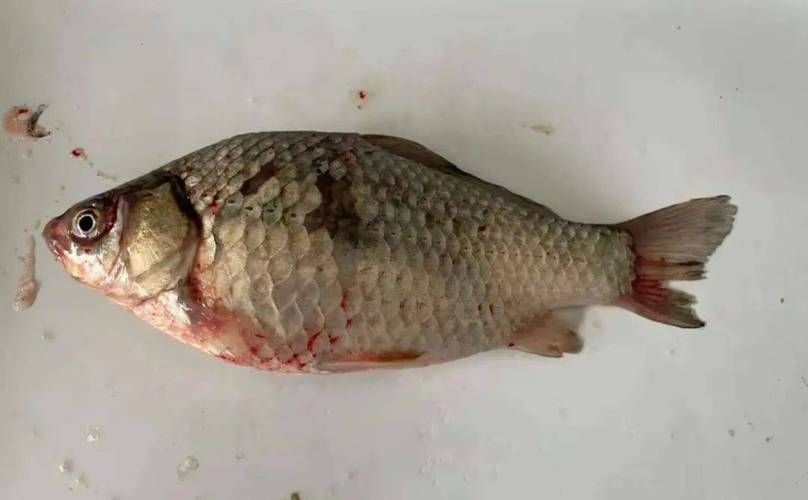 能給出更多預(yù)防魚體表潰爛的措施嗎，預(yù)防魚體表潰爛 能給出更多預(yù)防魚體表潰爛的措施嗎，預(yù)防魚體表潰爛 龍魚百科 第2張